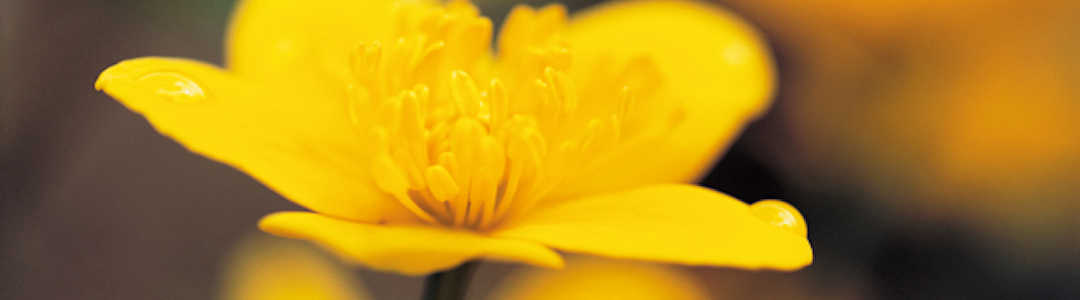 Yellow flower in hands Yellow flower in hands